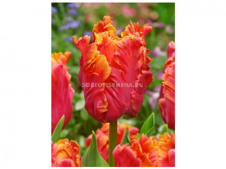 Лале /Tulip Comet/ 10/11