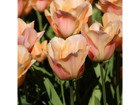 Лале /Tulips 'Apricot Beauty' / 1 бр