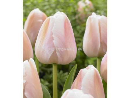 Лале /Tulip Apricot Pride/ 11/12