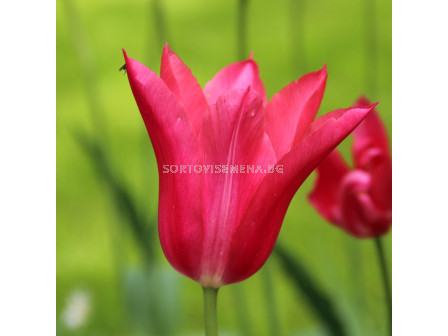 Лале /Tulip Mariette/ Lilyflowering - 11/12