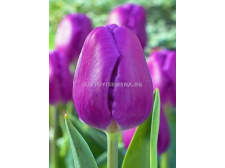 Лале (Tulip) Triumph Purple Flag