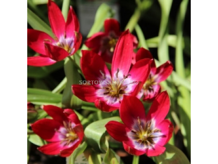 Лале/ Tulipa miscellaneous Tiny Timo - 1 бр.