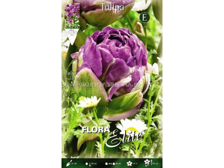 Лале (Tulip) Blue Wow