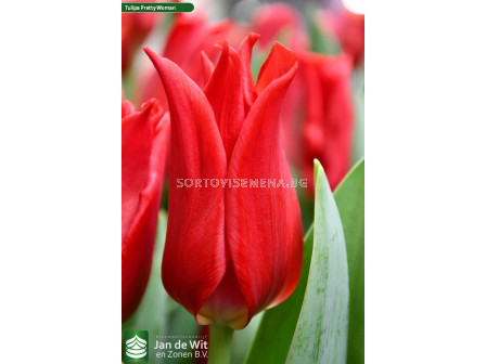 Лале lily-flowered Pretty woman /Tulip 
