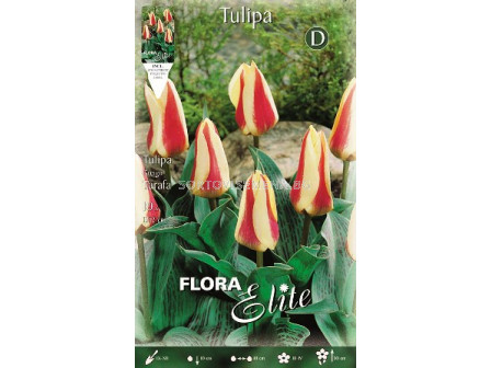 Лале (Tulip) Tarafa