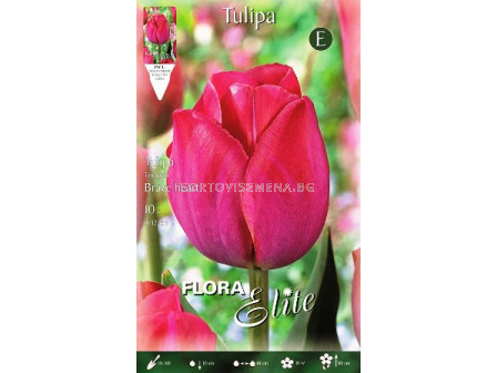 Лале (Tulip) Triumph Brave Heart