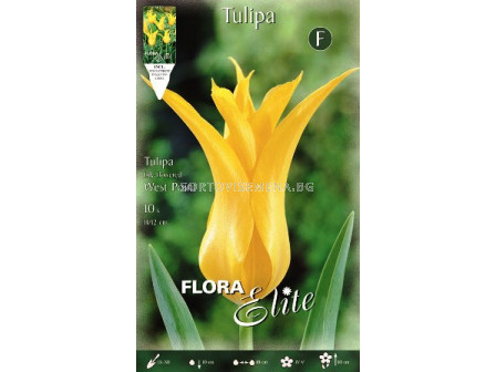 Лале (Tulip) Lilyflowering West Point