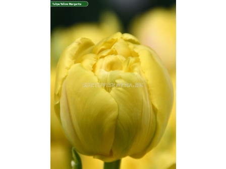 Лале /Tulip Yellow Margarita/ Double 11/12