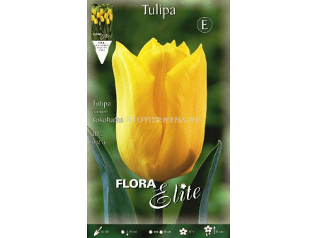 Лале (Tulip) Triumph Yokohama 12/+ 