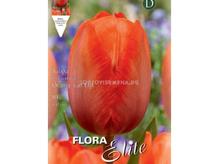 Лале (Tulip) Darwin Hybr. Orange van Eijk