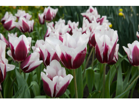 Лале/ Tulip triumph Spitsbergen - 1 бр.