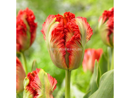 Лале/ Tulip parrot Exotic Parrot - 1 бр.