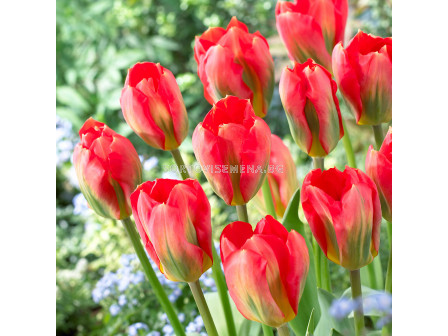 Лале/ Tulip fosteriana Red Alert - 1 бр.