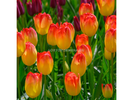 Лале/ Tulip triumph Suncatcher - 1 бр.