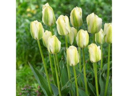 Лале/ Tulip viridiflora Twilight Princess - 1 бр.