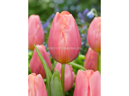 Лале/ Tulip triumph Pink Jimmy - 1 бр.