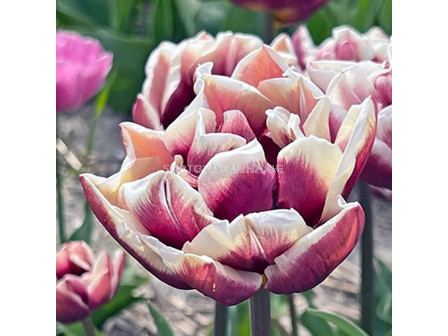 Лале/ Tulip double late Wyndham - 1 бр.