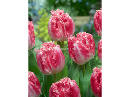 Лале/ Tulip fringed Neglige - 1 бр.