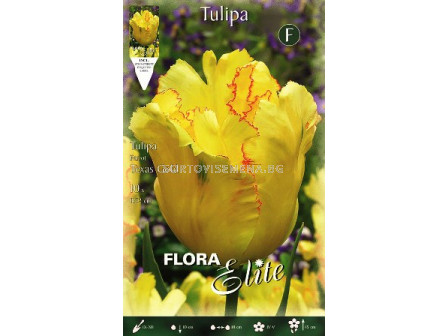 Лале (Tulip) Texas Gold