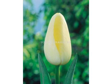 Лале/ Tulipa Le Crin Blanc - 1 бр.