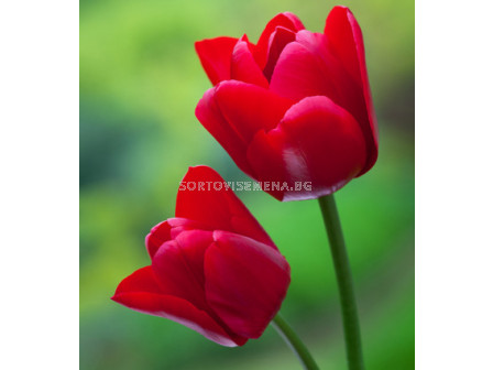 Лале/ Tulips triumph Unique de France - 1 бр.