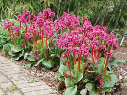 Бергения /Bergenia Cordifolia/ 1 бр