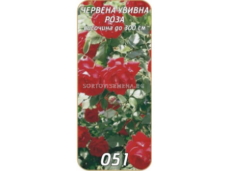 Увивна роза 051