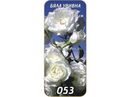 Увивна роза 053