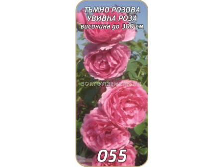Увивна роза 055