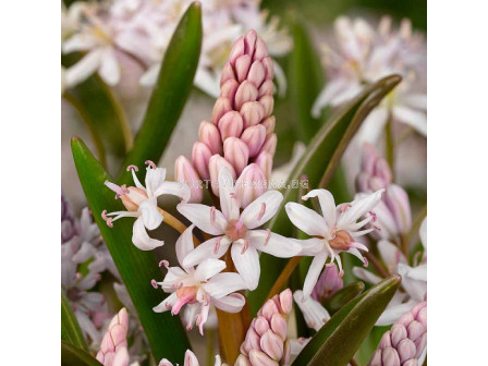 Синчец розов /Scilla Bifolia Rosea/ 1 бр