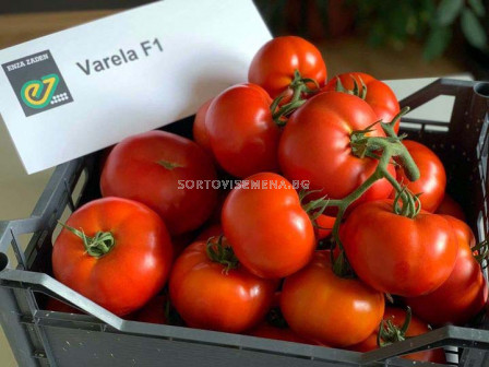 НОВО! Семена домати Варела F1 - Varela F1 - 500 бр. семена