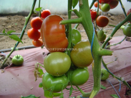 Семена домати Велосити F1- Velocity F1 - 500 бр. семена
