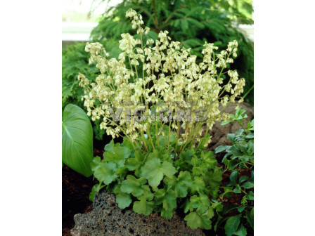 Хойхера / Heuchera Briz. Schneewittchen / 1 бр