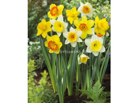 Нарцис /Narcissi large-cupped mix / 