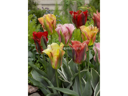 Лалета микс/ Tulips viridiflora mixed - 1 бр.