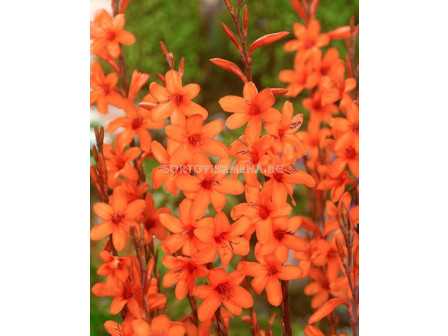 Уатсония / Watsonia pyramidata/ 1 бр