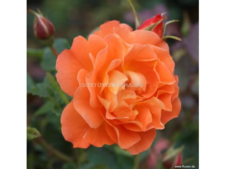 Роза Westerland (храстова роза)- Kordes- 1 брой