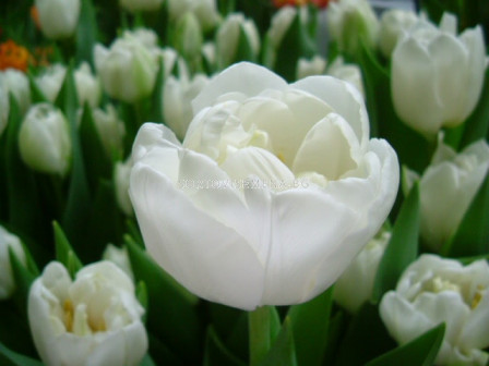 Лале /Tulip White Heart/ Double 11/12