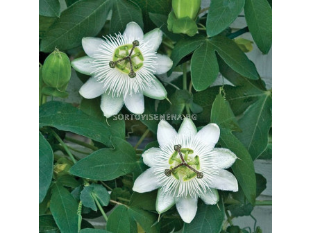 Пасифлора бяла - Passiflora hibride white