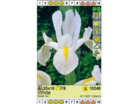 Ирис бял/  Dutch Iris White - Пакет: 1 оп.- 10 бр.