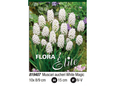 Мускари/ Muscari aucheri White Magic - Пакет: 1 оп. - 10 бр.