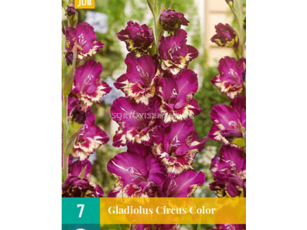 Гладиол Circus Color - Gladiolus large-flowered Circus Color