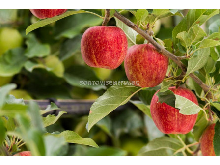 Ябълка (Malus Gala Red-Yellow)	