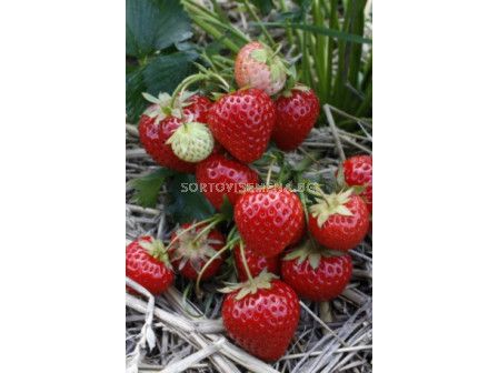 Ягоди Strawberry Elegance - Verpakt Edibles capper edibles Strawberry Elegance - 5 бр.