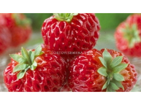 ягоди (Strawberry) Framberry 