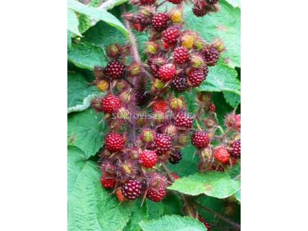 Японска малина (винена) (Rubus Phoenicolasius)