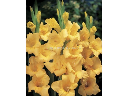 Гладиол/ Gladiolus large-flowered Yellowa 12/14 - 1 бр.