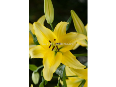 Лилиум Yellow Power - Lilium la-hybrids 'Yellow Power' 14/16 - 1 бр.