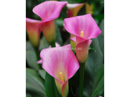 Кала /Zantedeschia Pink ice/ 1 бр