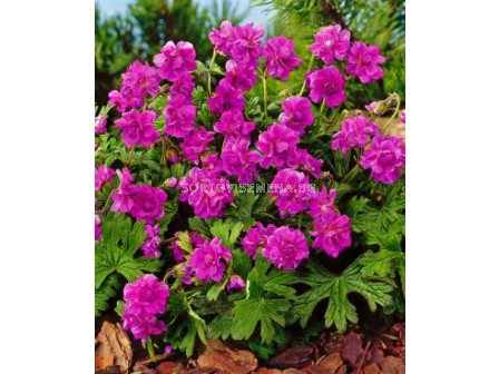 Здравец кичест (Geranium himalayense plenum)